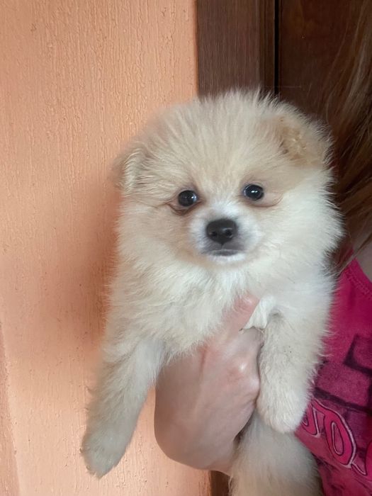 Среден немски шпиц