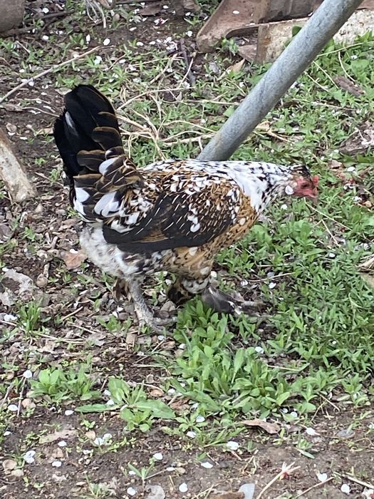 Курица карлик бентамка