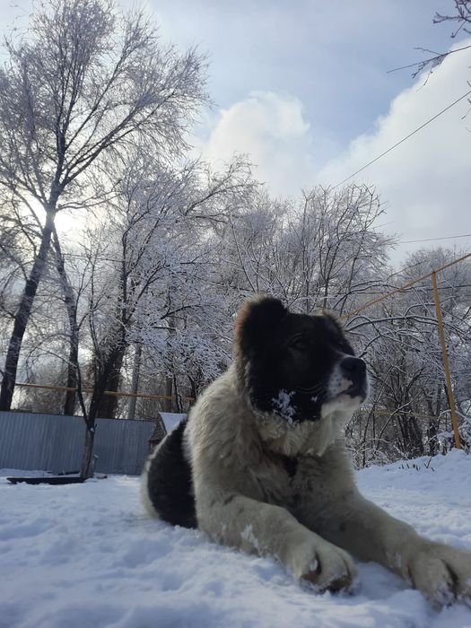 Қазақи төбет күшік сатылады