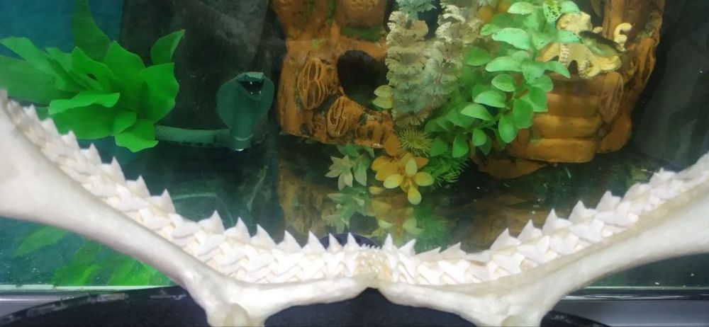 Сувенеры Челюсть акулы