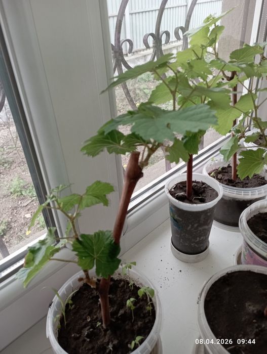 Продам саженцы винограда