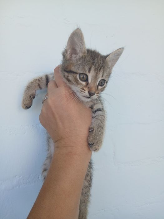 Котятки в любящие руки