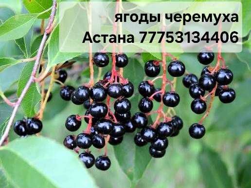 Черемуха чёрная ягоды жидектер черная