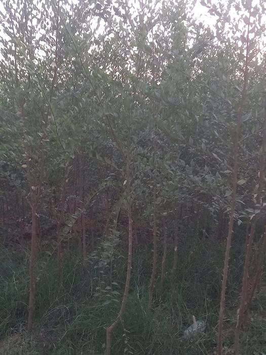 Саженцы декоротивные