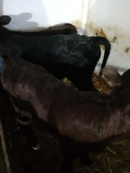 Taurasi și vitele baltati și angus