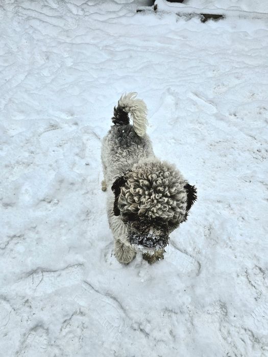 Vand caine Lagotto Romagnolo rasa pura