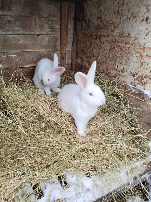 Iepuri uriasi germani