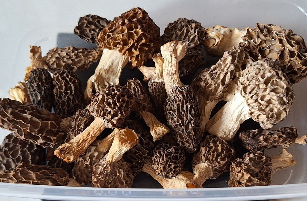Zbarciogi Morchella Esculenta, Conica, Semilibera