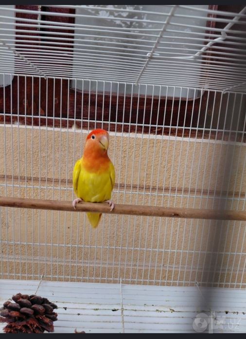 Nerazlushniki Lovebirds sotiladi Parasi bilan