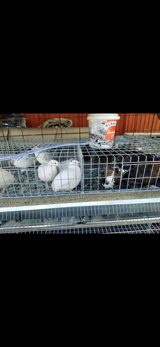 Vând oua de prepeliță