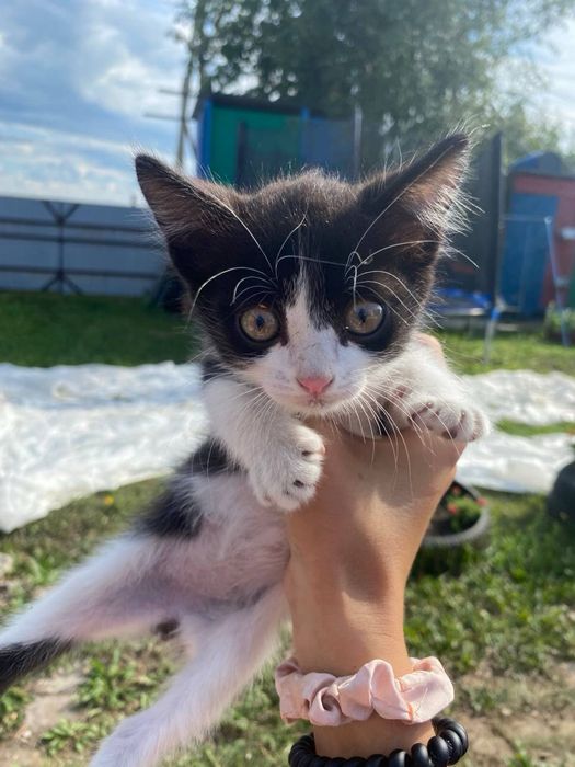 отдам  двух котят в добрые руки