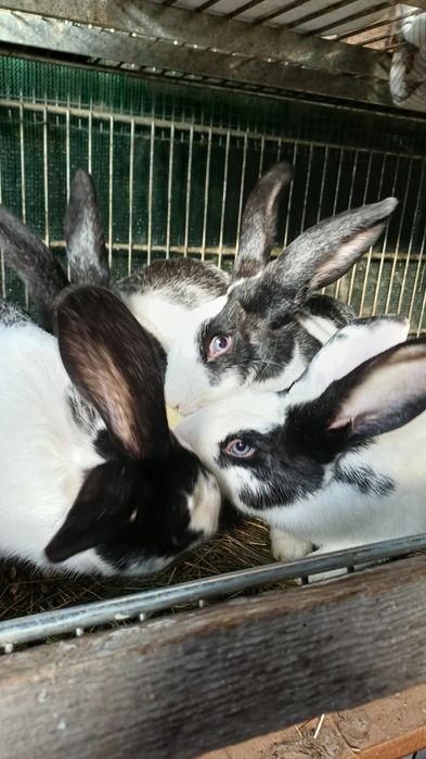 iepuri hylcoe francez