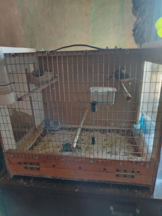 Продам попугаев и амадинов