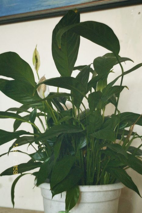 спатифиллум (женское счастье)
