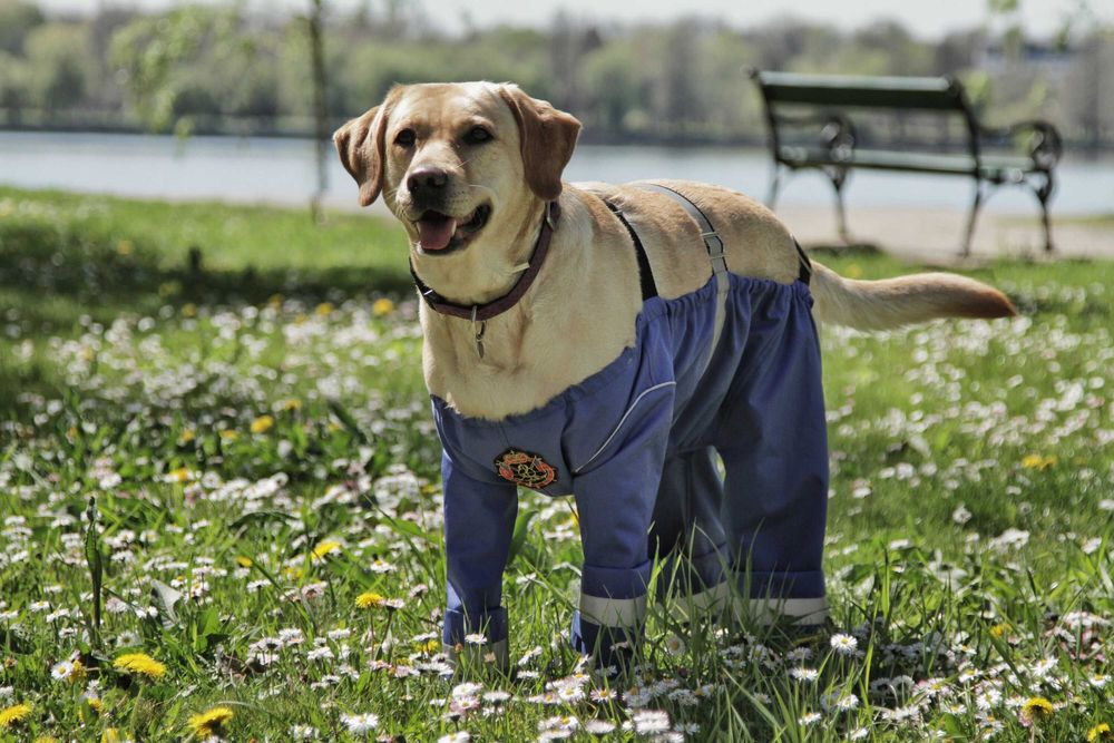 Salopeta Catel impermeabila protectie noroi Masura M si L labrador