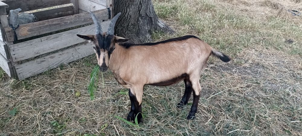 2 iezi și o iediță de vânzare din mame bune de lapte
