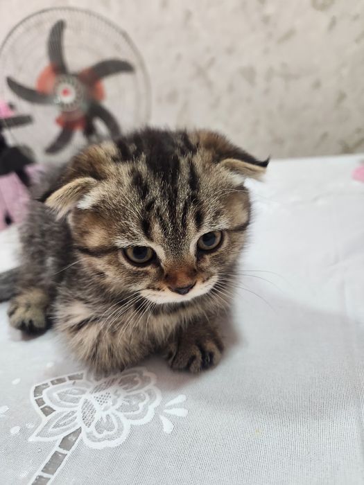 Продаётся: Кошка и Котята