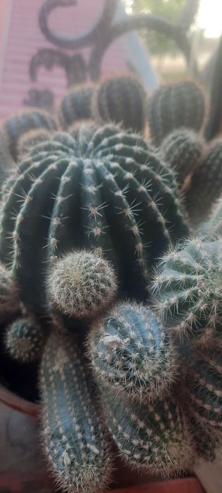 комнатные растения кактус