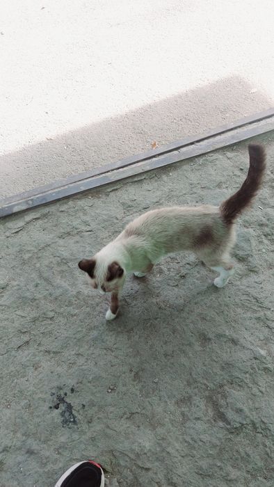 Котенок бесплатно