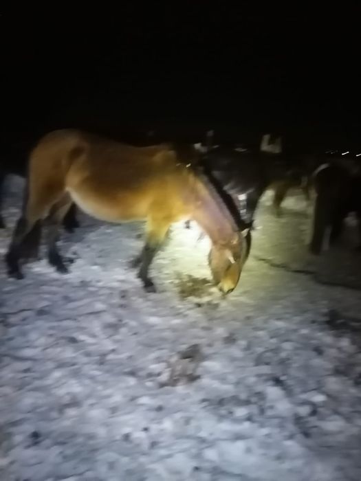 Срочно продам лошадь