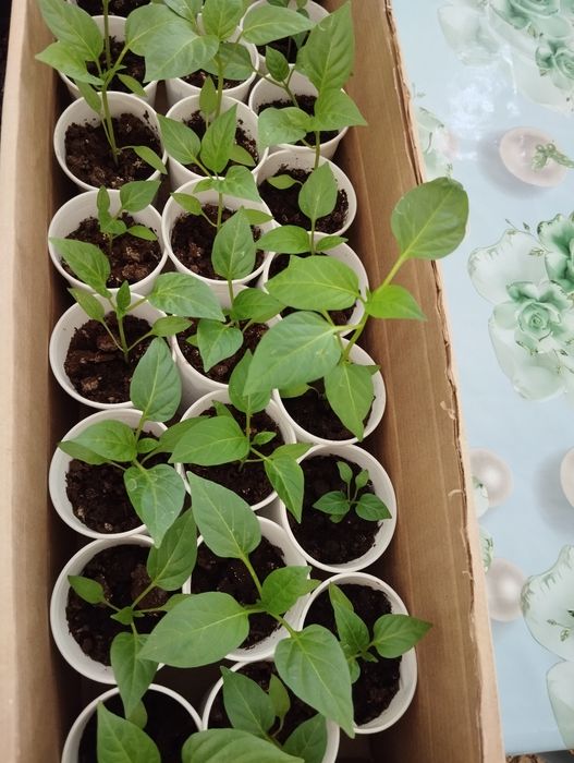 Продам рассаду 70 тнг.