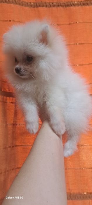 Продаются шпицы мальчики и девочки