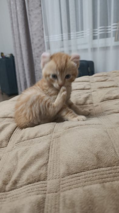 Породистые котята