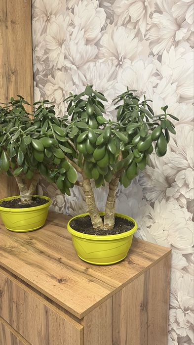 Продам цветок толстянка