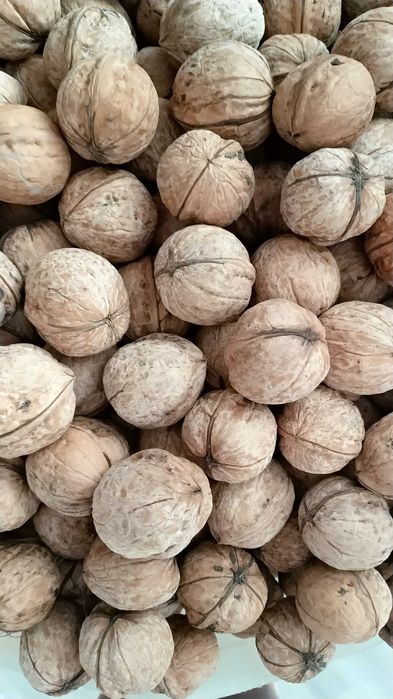 Орех грецкий орех