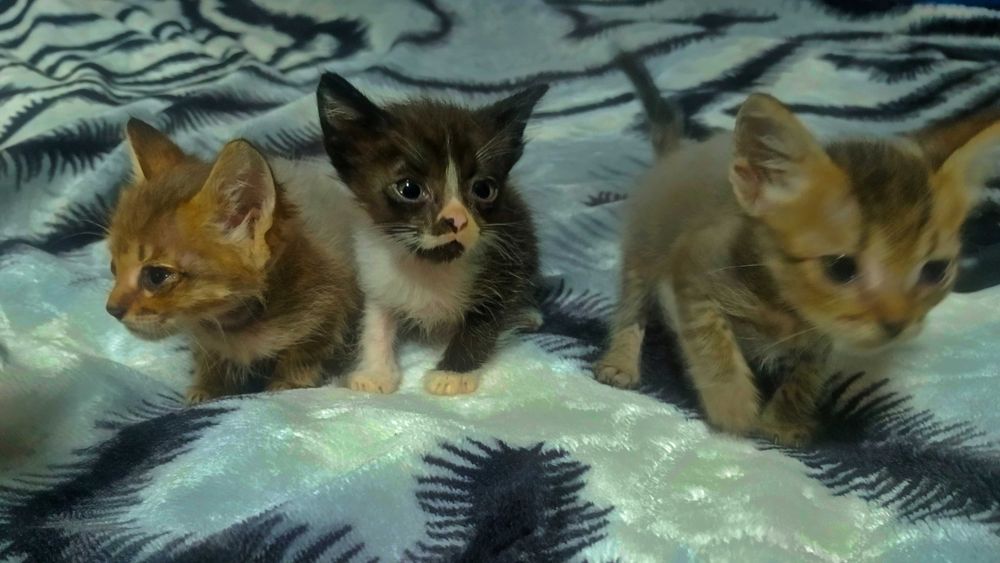 Котята ищут добрые руки