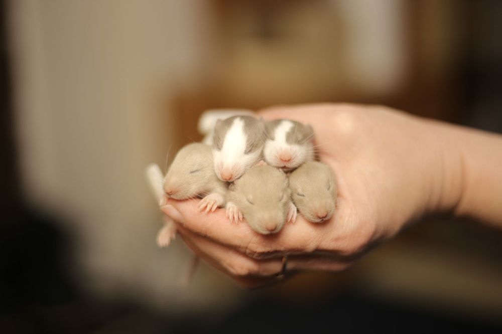 Крысята дамбо хаски