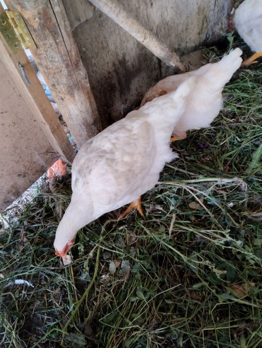Продам курей бройлеров