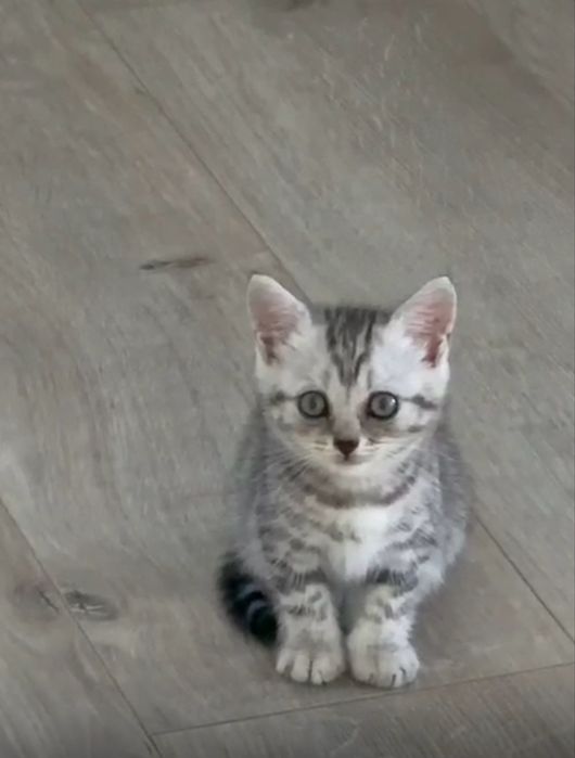 Шотландские кошки британский