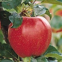 Pomi Fructiferi Pitici Dwarf (Măr )