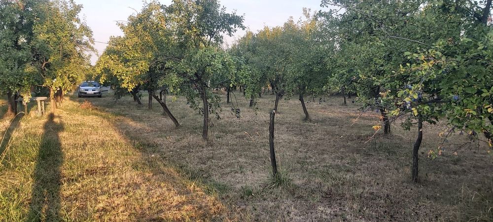 Vand teren intravilan+extravilan Cobia/Dambovita