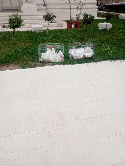 Închiriez porumbei pentru nunți