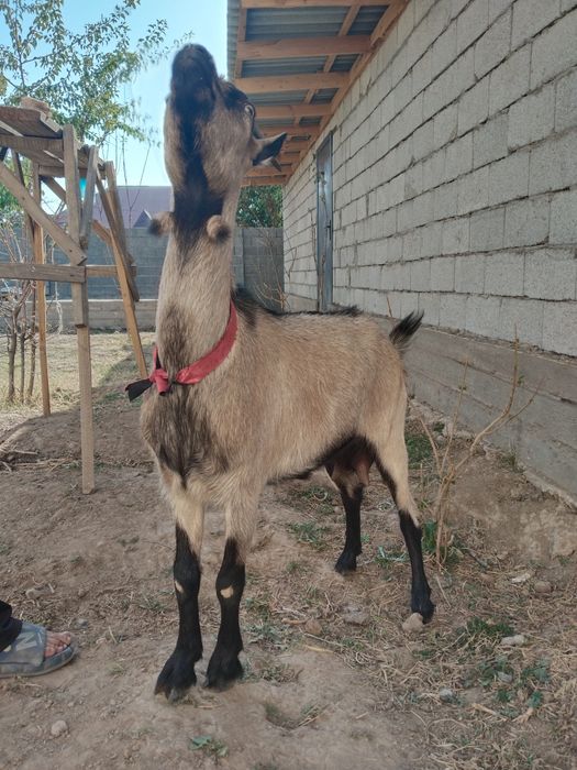 Чех ешки саумалы