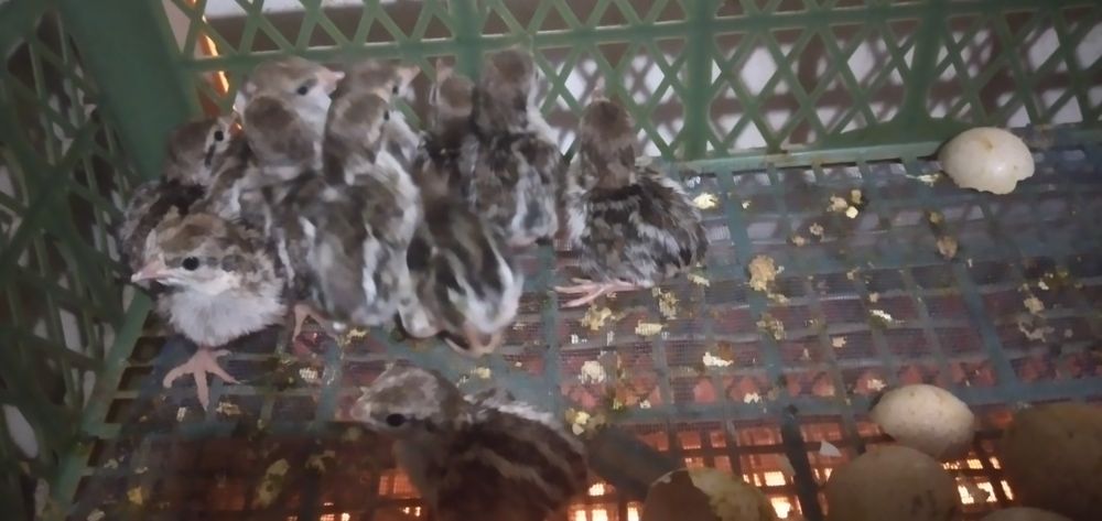 Кеклик иранский разных возрастов