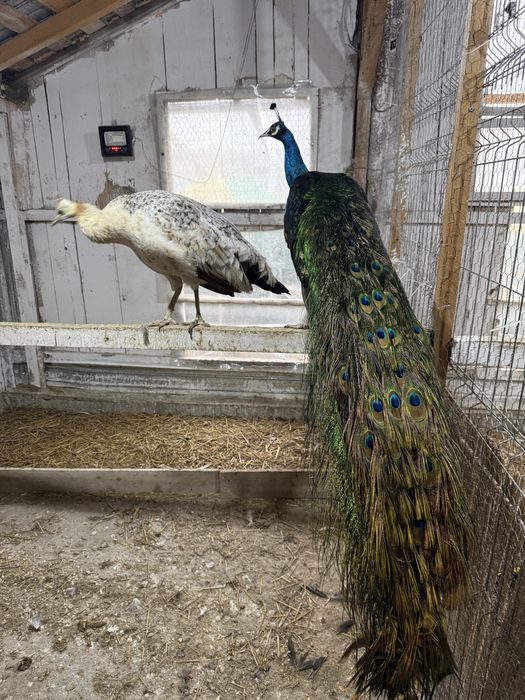 Pauni maturi umar negru si albi