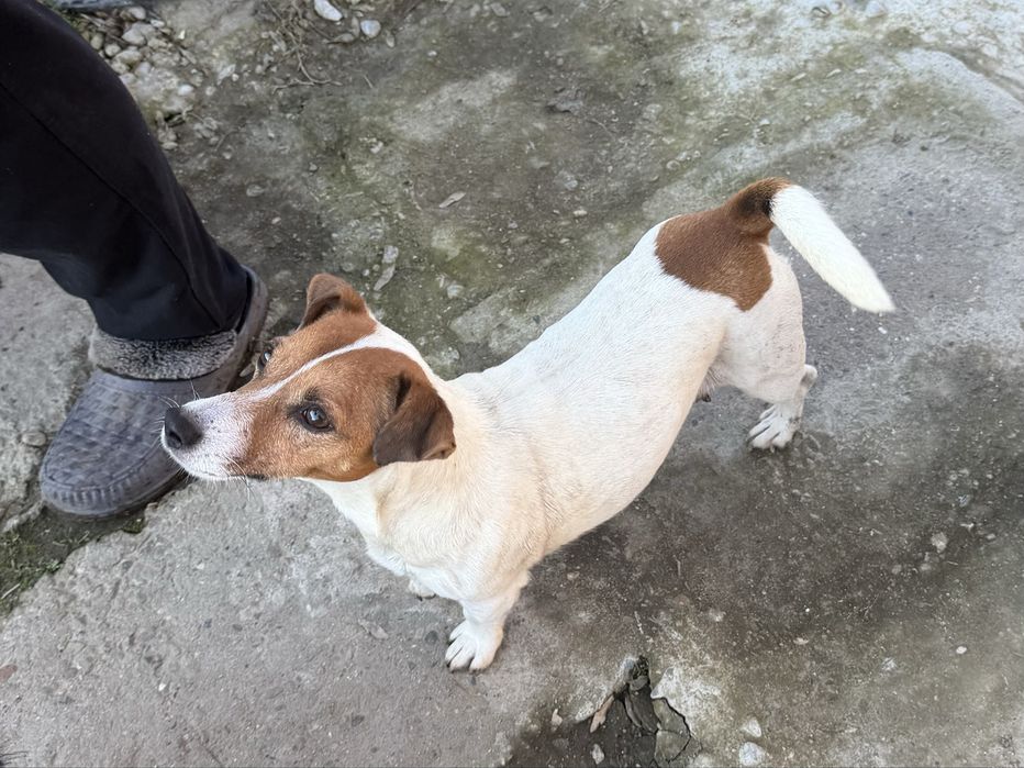 Джак ръсел кученца