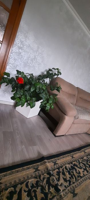 Прода домашние цветы