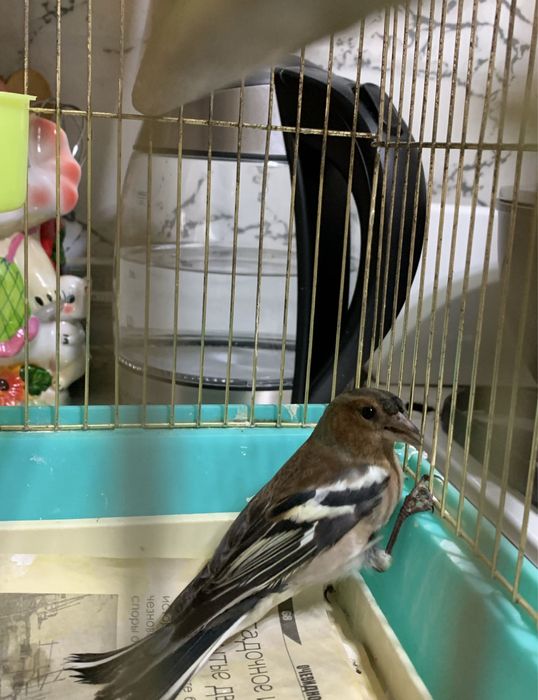 Обмен зяблика на канарейку певчую