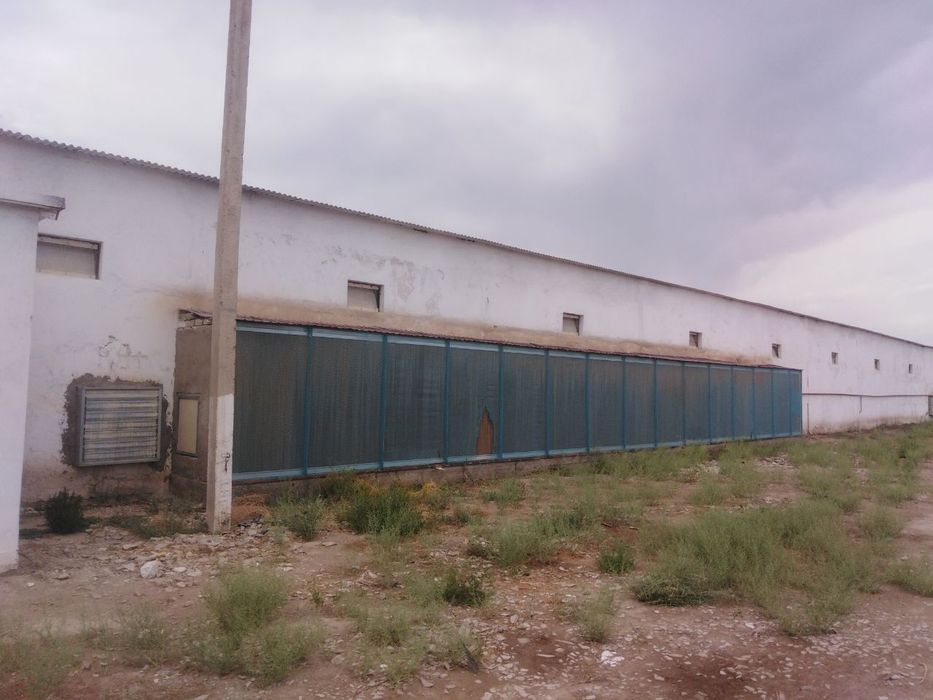 Tovuq sex sotiladi parranda xona