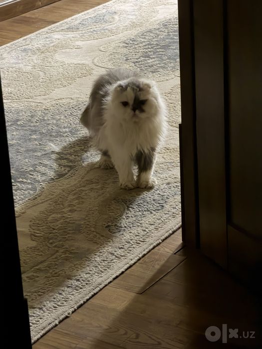 Персидская кошка