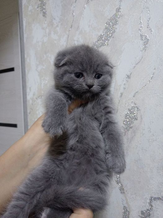 Skotish fold mushukchalar