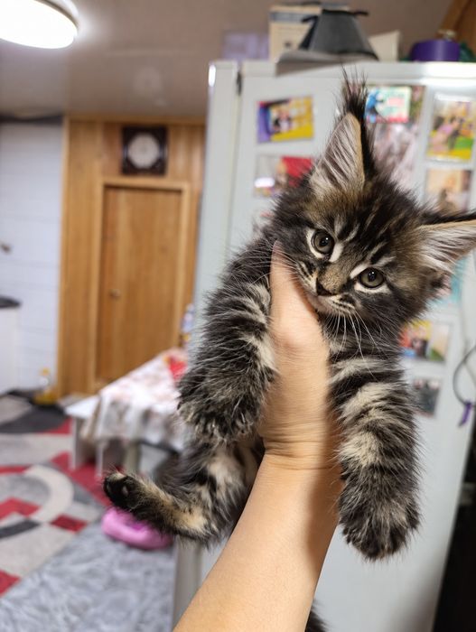 Мейкуны котята  100000