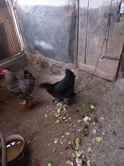 Cocos și găină frumoase