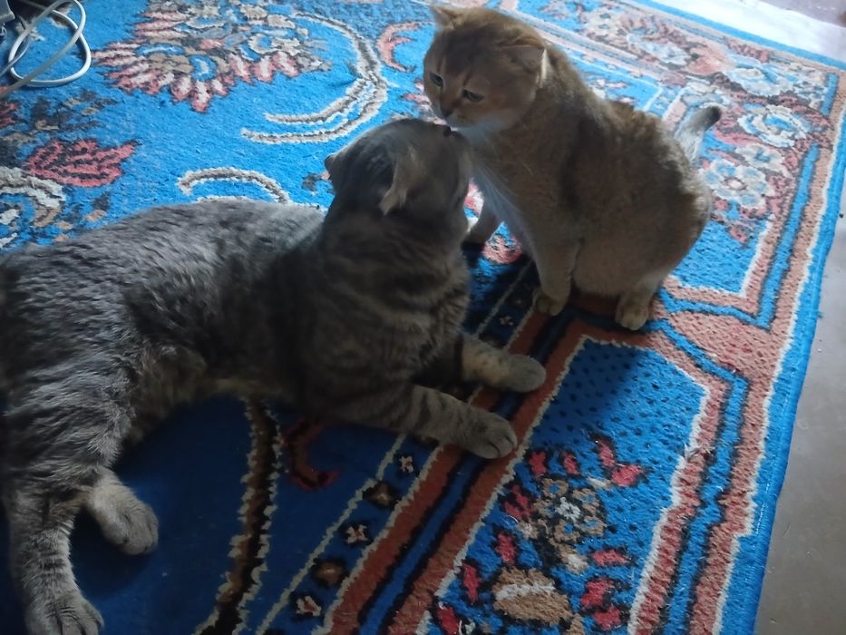 Прадаётся кошки муж и жена