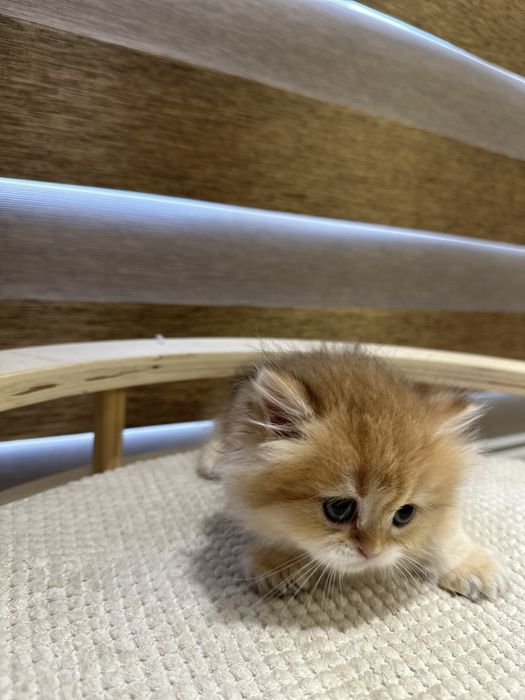 Британский котята золотистий шиншилы