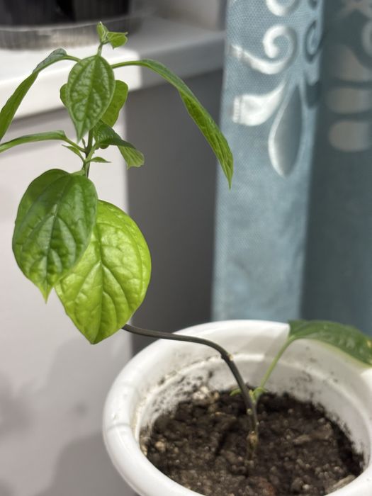 Комнатные цветы  разные.